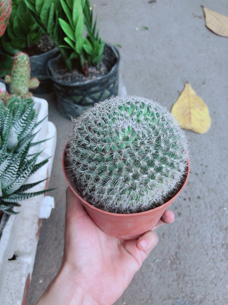 Xương Rồng Bánh Sinh Nhật Lớn