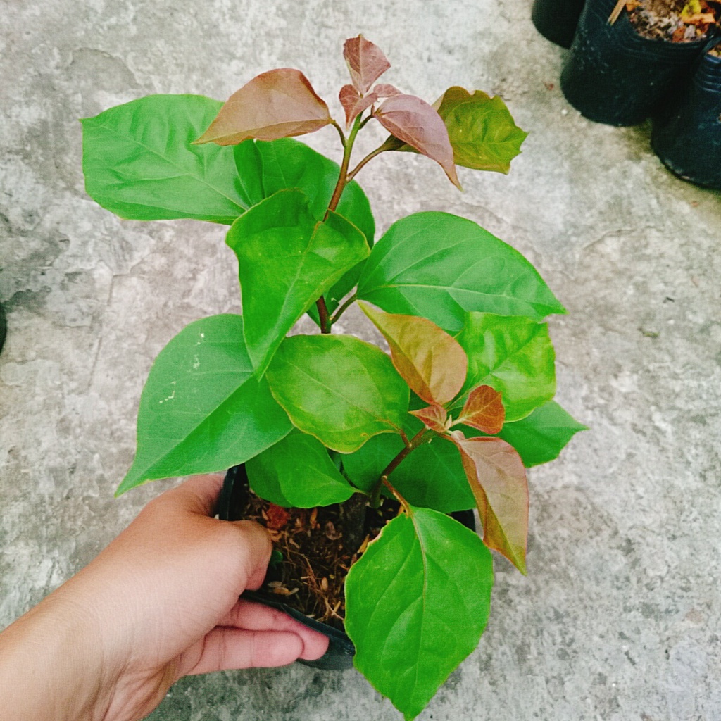 Cây giống bông giấy ấn độ-tặng kèm phân bón- cây hoa kiếng
