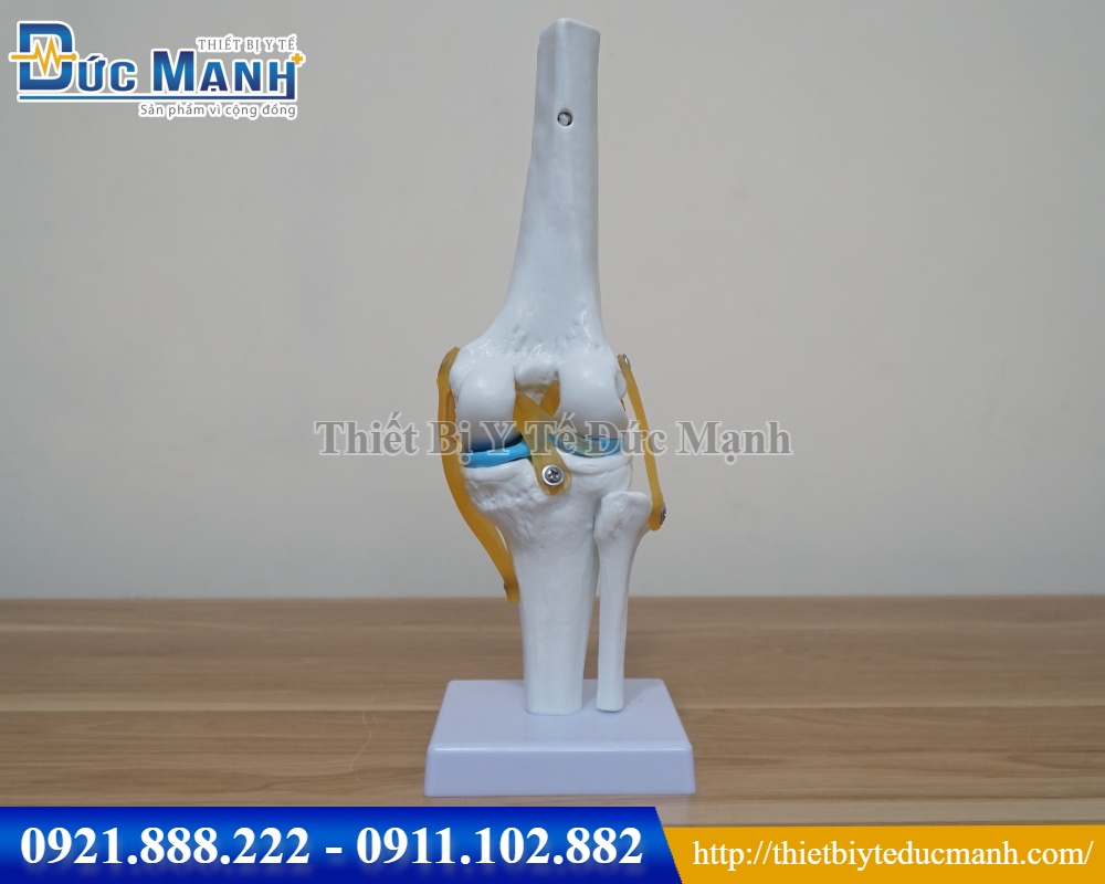 Mô hình khớp gối
