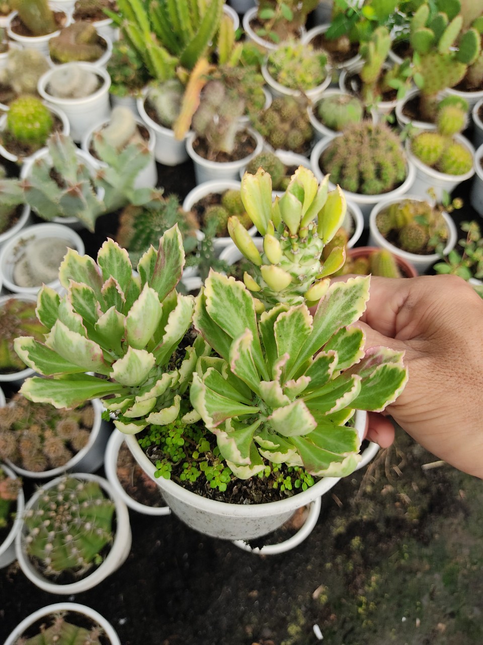 Xương rồng KỲ LÂN ĐỎ (size chậu 10 cm)