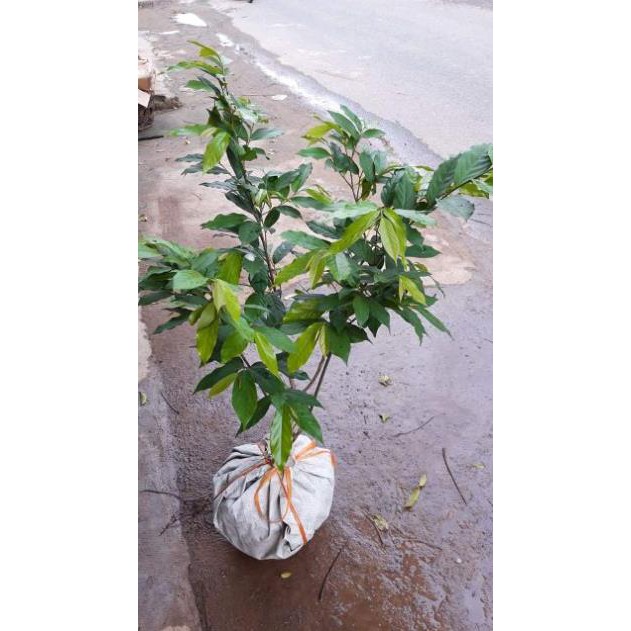 sản phẩm CÂY HOA DẺ