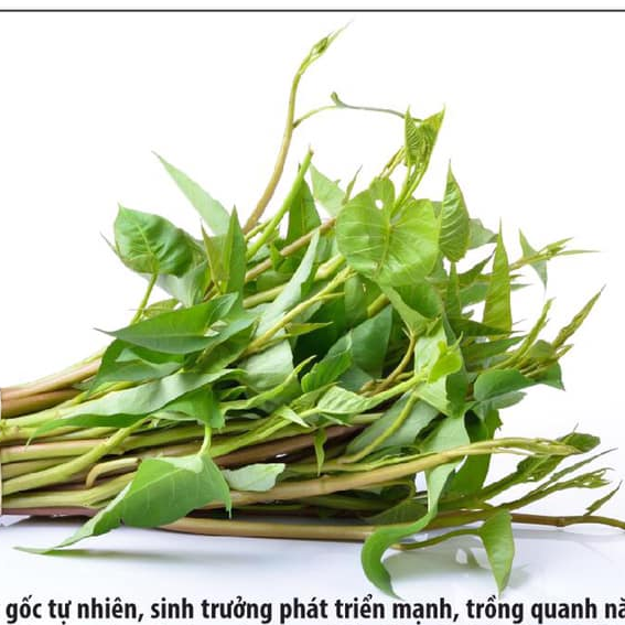 [HCM]Hạt Giống Rau Muống Đồng Cọng Tím 10gr