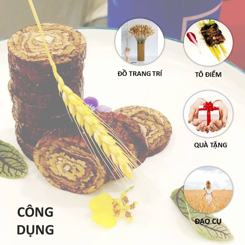 Lúa Mạch Vàng Bó 100 Bông Trang Trí