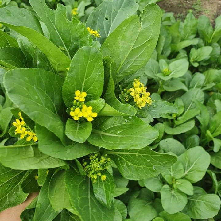 CẢI NGỌT BÔNG ( CẢI NGỒNG BÔNG ) CN-59 (gói 20 gram)