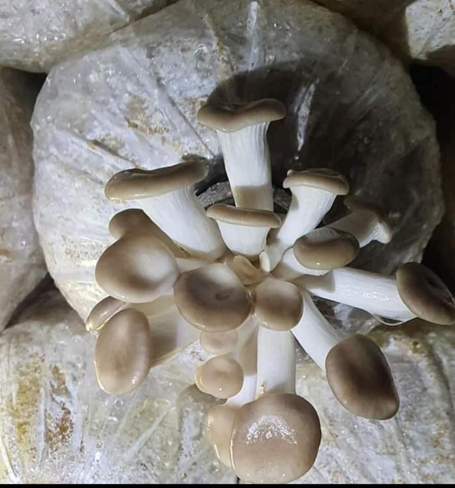 COMBO 5 PHÔI NẤM BÀO NGƯ XÁM