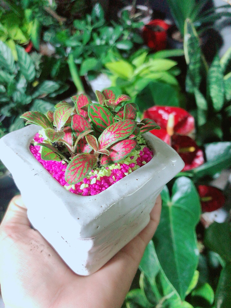 Chậu Cây Cẩm Nhung (lá may mắn) Màu Cam