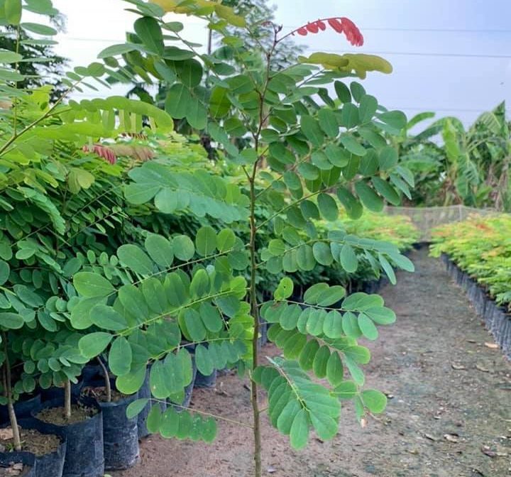 Hạt giống Cẩm Thái Lan (muồng cườm, cẩm đỏ) CT549 - Gói 50 hạt