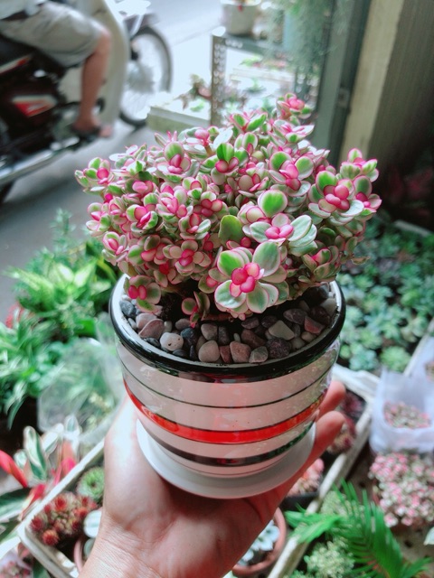 Cây Kim Chi Ngọc Diệp Hồng