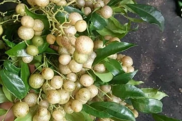 Cây móc mật com bo 5 cây 59K