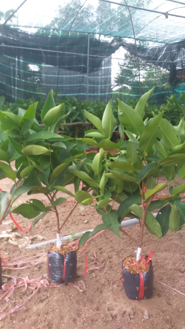 CÂY GIỐNG ROI ĐỎ (MẬN ĐỎ AN PHƯỚC)