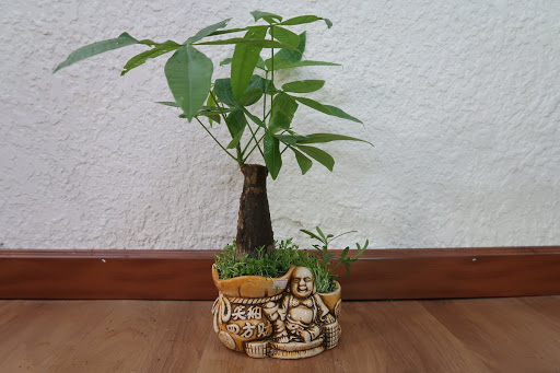 CỦ GIỐNG CÂY KIM NGÂN - MANG NHIỀU LỢI ÍCH CHO GIA CHỦ