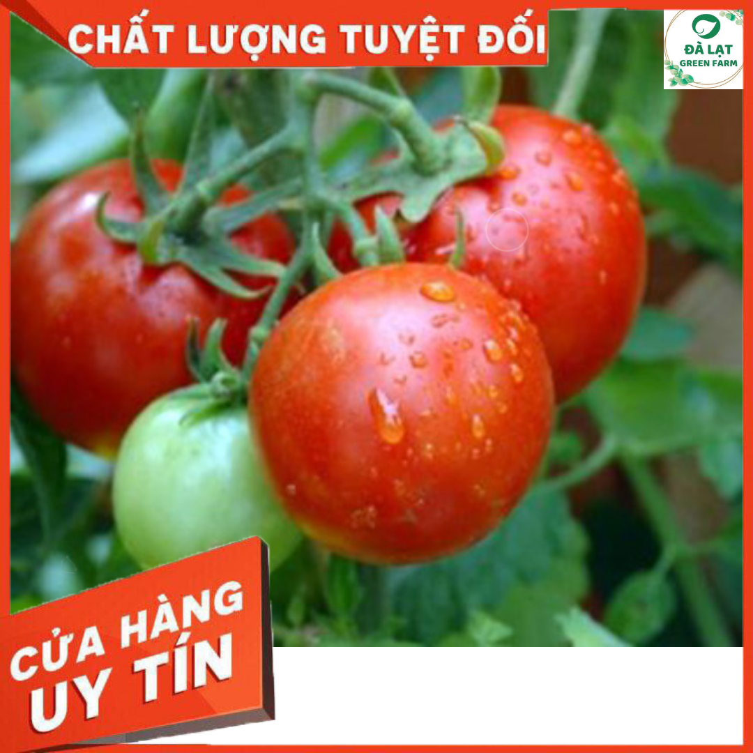 HẠT GIỐNG CÀ CHUA QUẢ TO CHỊU NHIỆT (CAO SẢN)_50 HẠT