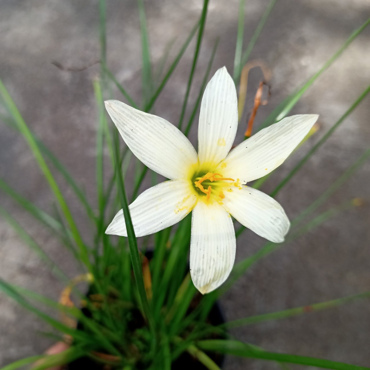 Chậu cây huệ mưa / tóc tiên - Zephyranthes carinata Herb