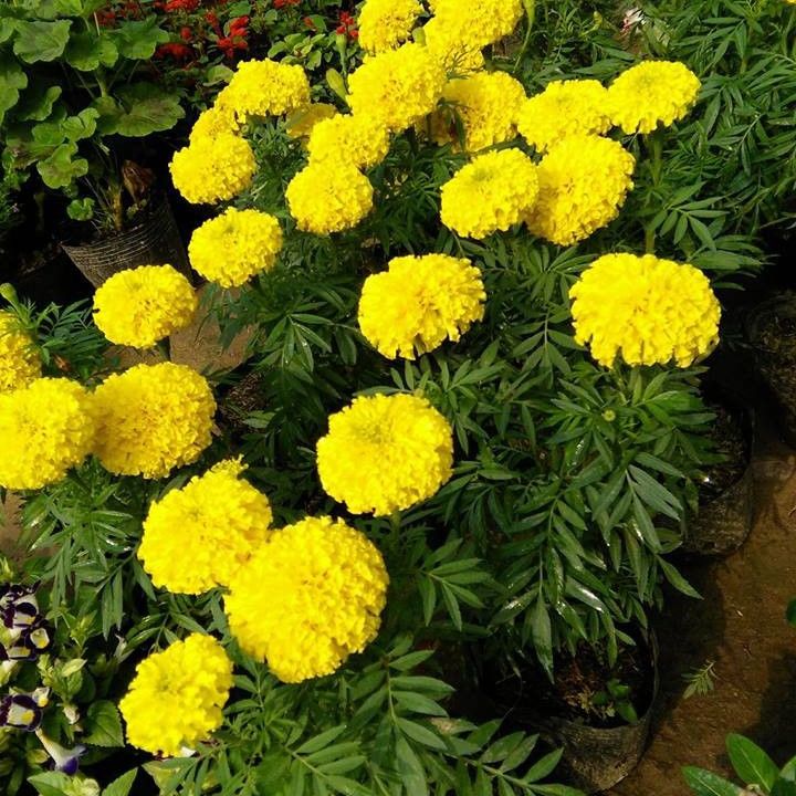 American Marigold Seeds - Pack of 200 Seeds