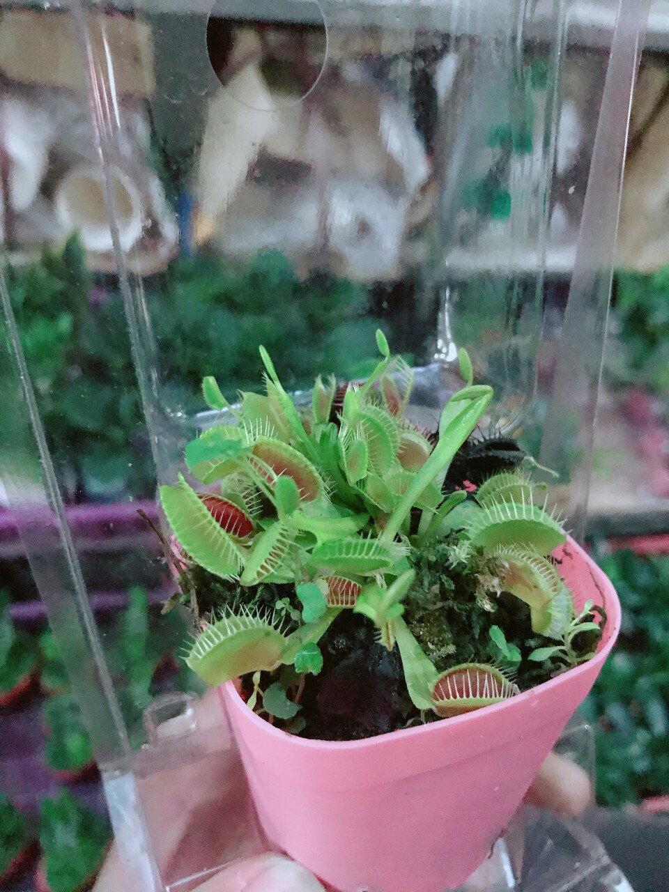 Cây Bẫy Kẹp