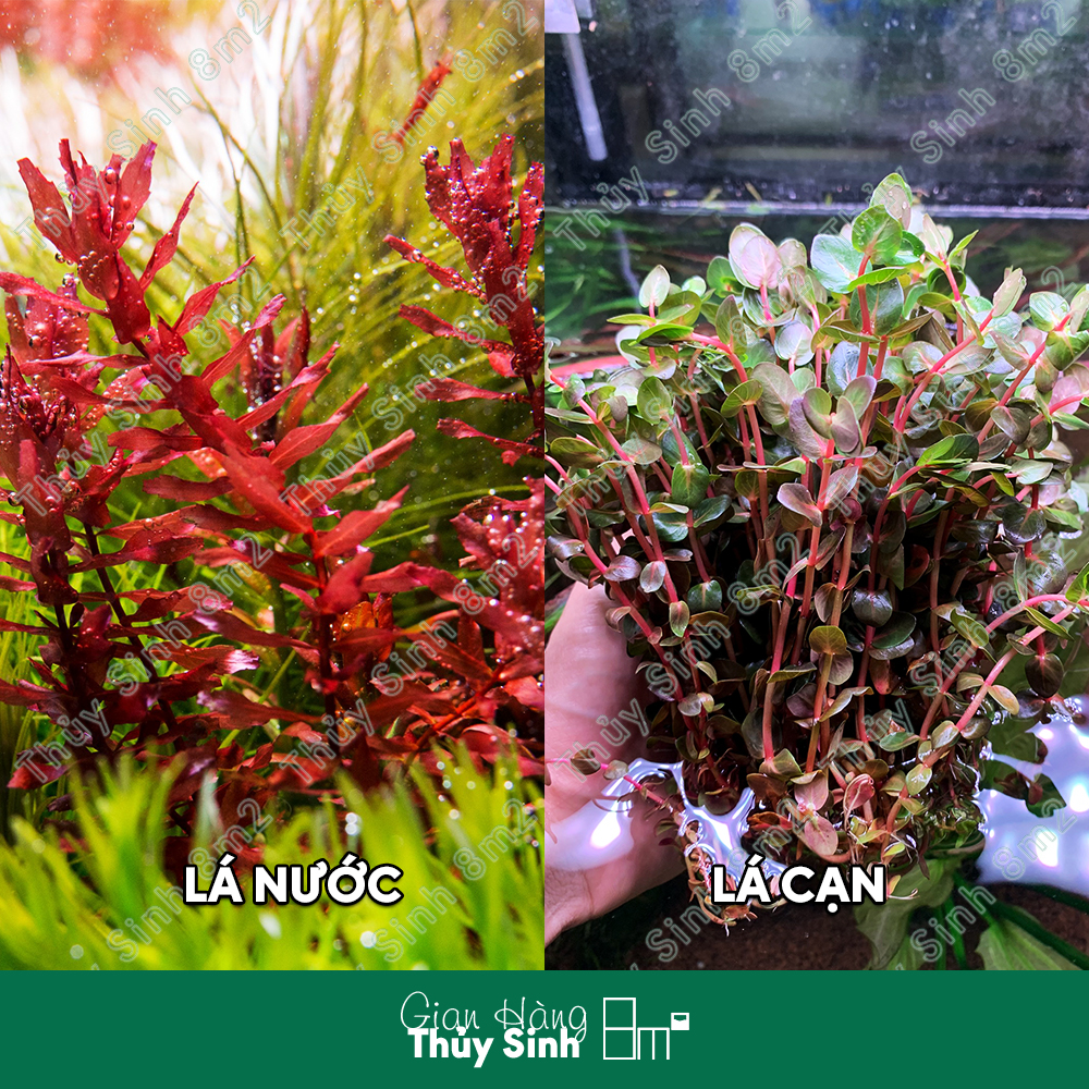 Cây hồng hồ điệp, thanh hồ điệp | cây thủy sinh hậu cảnh, cắt cắm | 8m2
