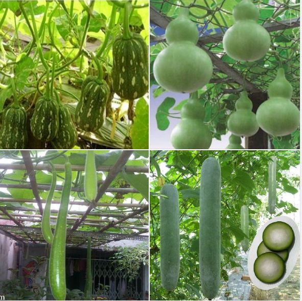 Combo 4 gói bầu bí ( bí hạt đâu + bầu sao dài +bí sặt +bầu hồ lô )