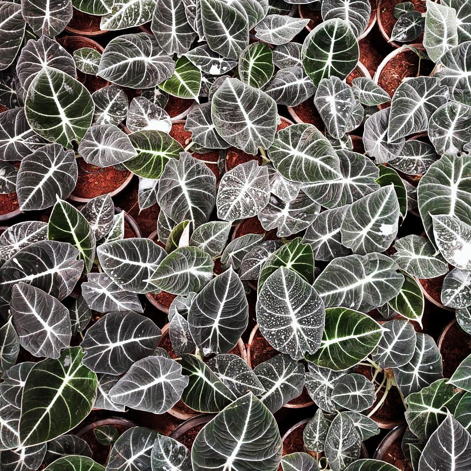 cây alocasia back velvet (môn nhung đen)