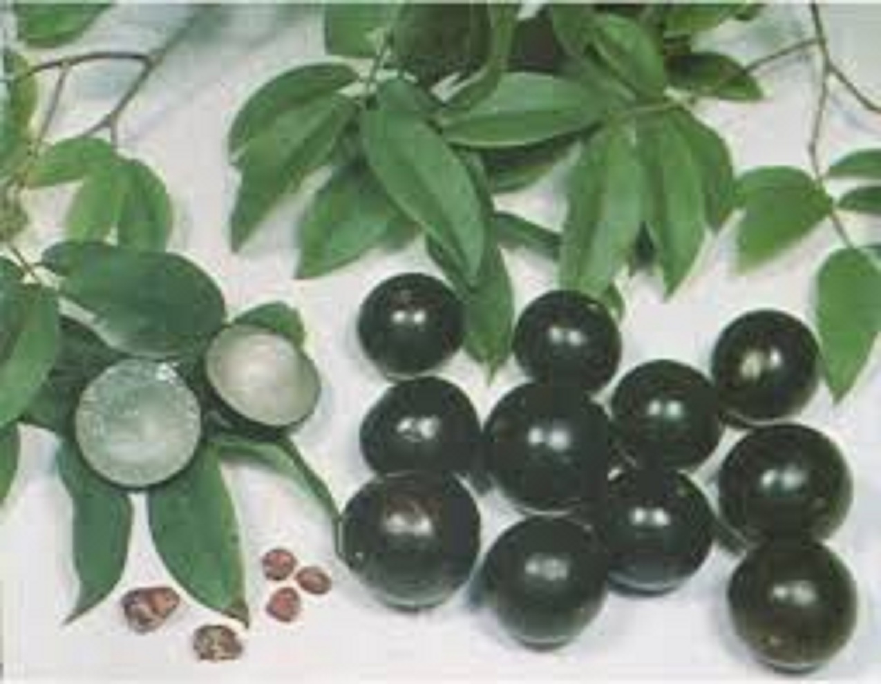Cây giống nho thân gỗ