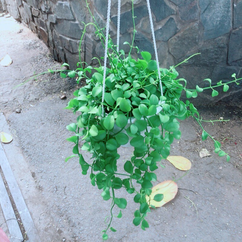 Chậu Cây Treo Đo La