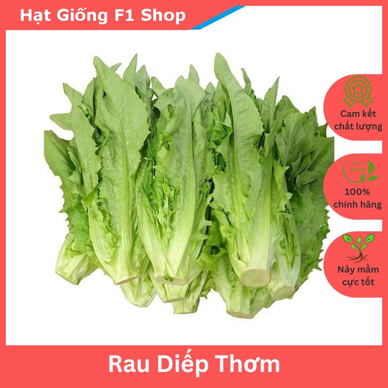 Hạt Giống Rau Diếp Thơm - Xà Lách Nhọn - Cải Nhíp Nảy Mầm Tốt (10 Gam)