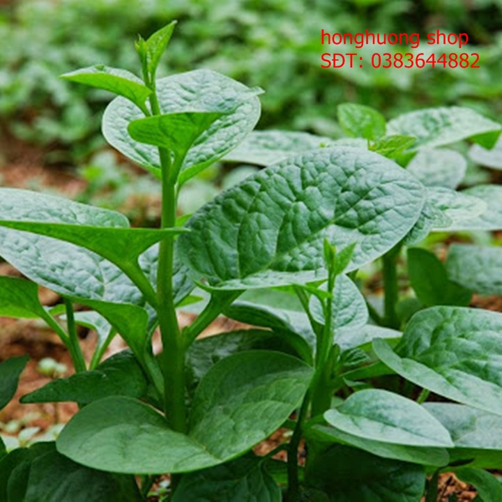 Hạt giống mồng tơi gói 20gr