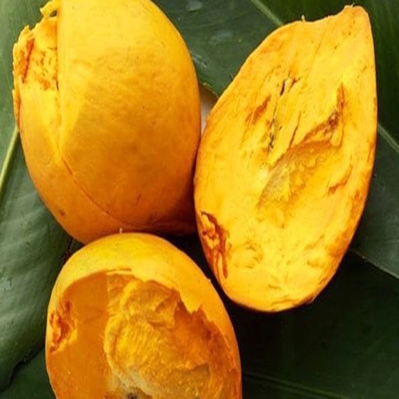 Cây lekima (cây Trứng Gà) - cây ăn quả