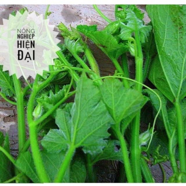 Hạt Giống Bí Siêu Đọt (Ngọn) 20gram