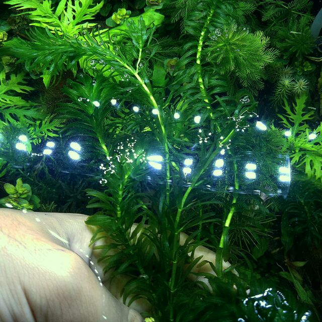 Rong đuôi chó thủy sinh - 5 nhánh rong đuôi chó thủy sinh đẹp chuẩn