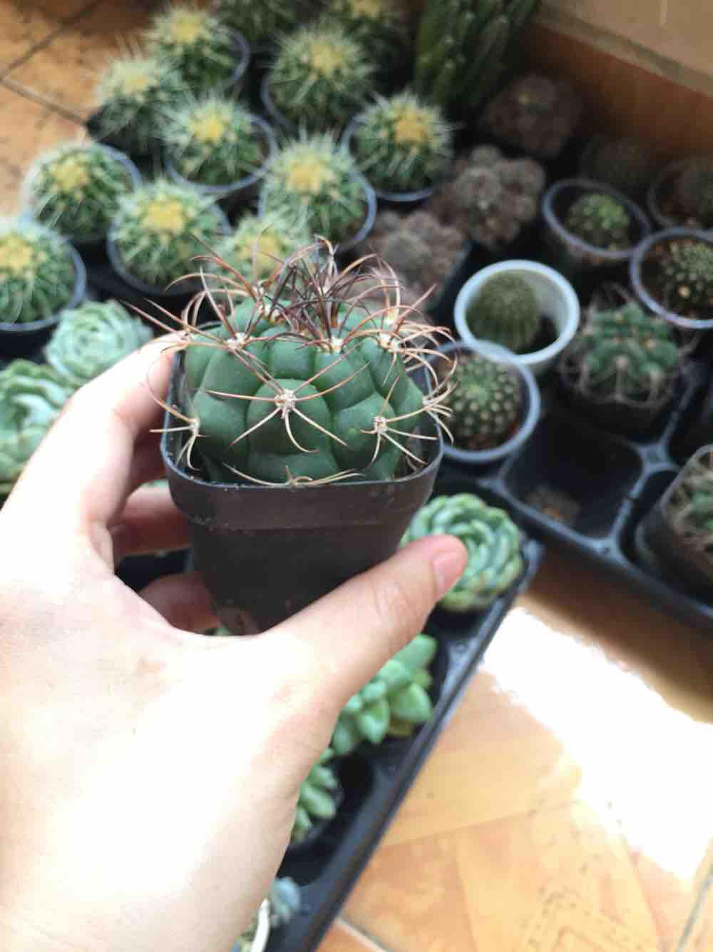Xương rồng tân thiên địa