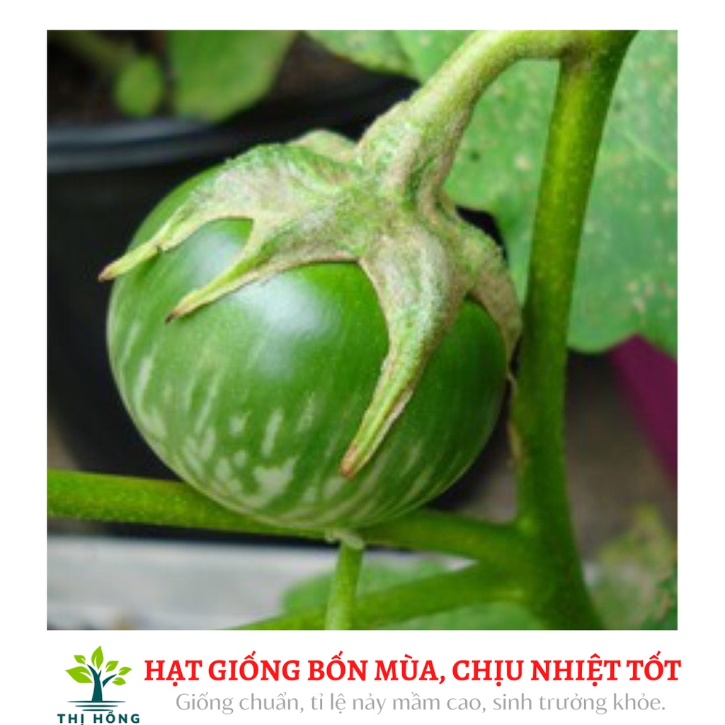Hạt giống cà bát xanh sọc xanh 2g (trái giòn, quả nặng 150~200g).