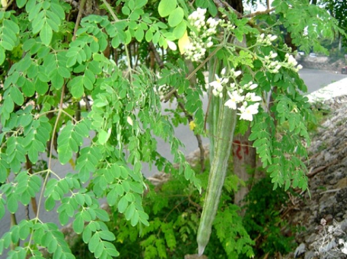 bầu cây giống rau chùm ngây