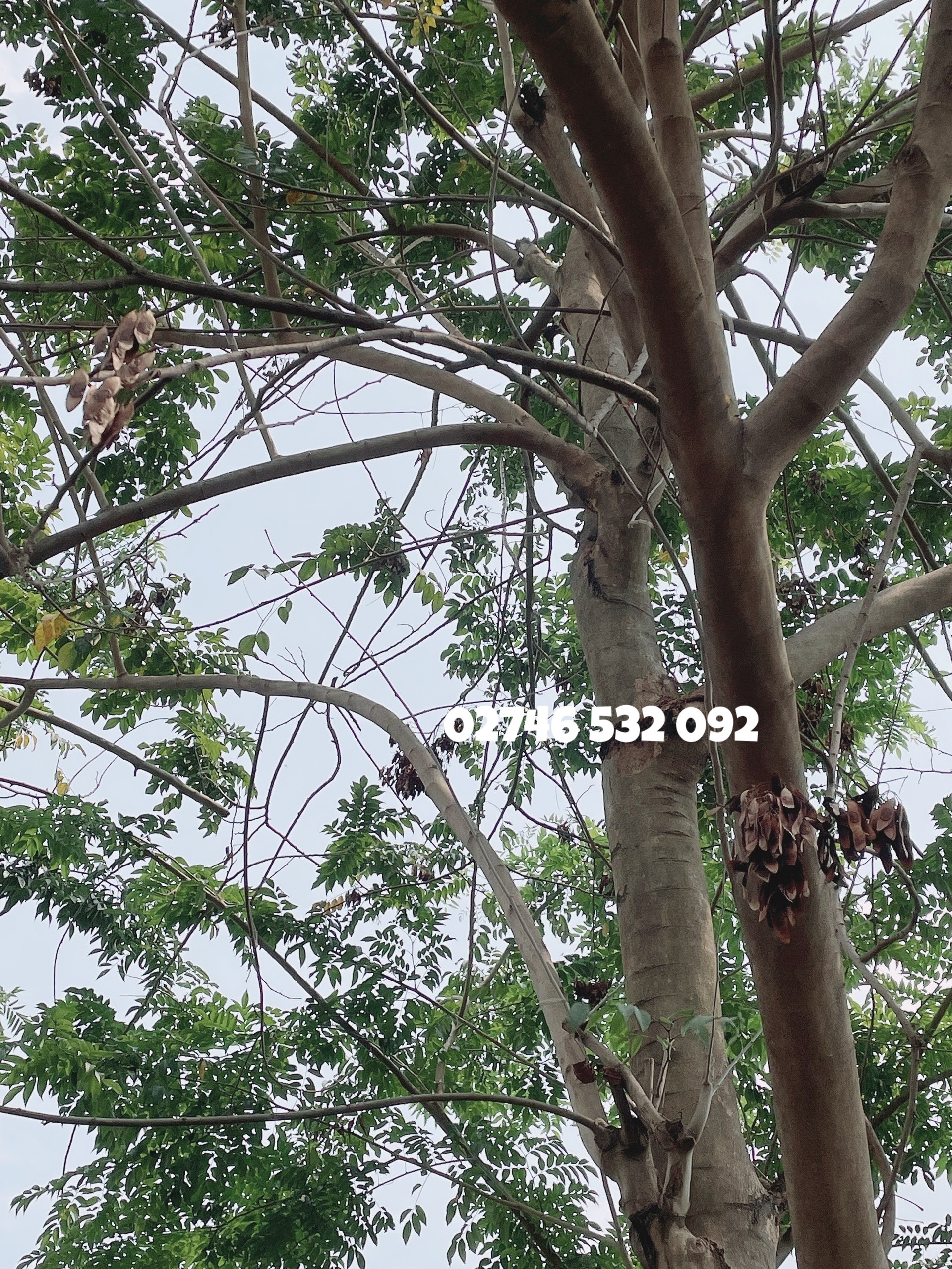 COMBO 10 HẠT GIỐNG SƯA ĐỎ (CÂY SƯA ĐỎ) QUÝ