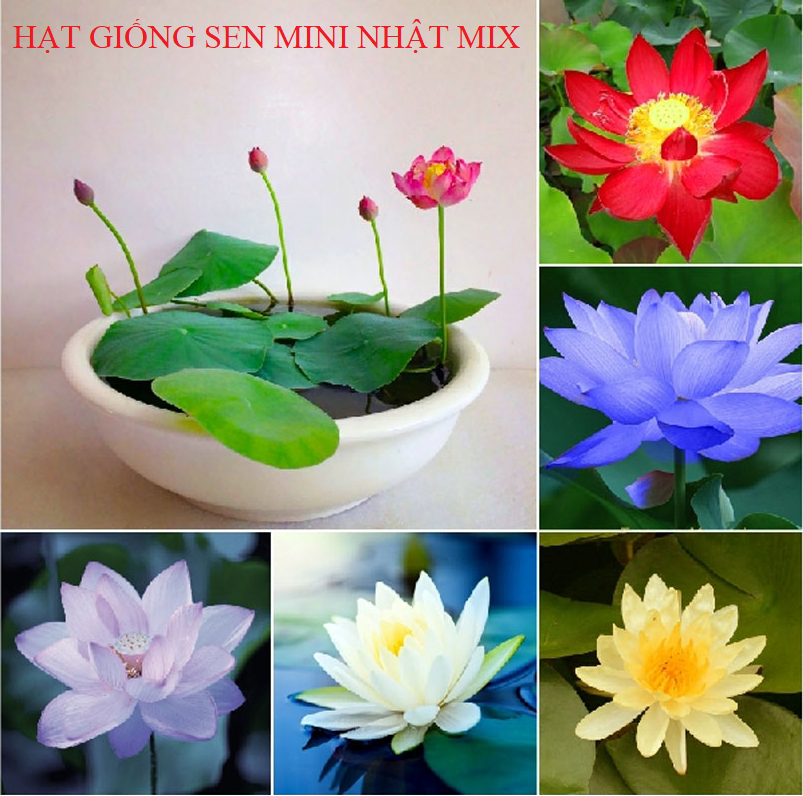 Hạt giống sen mini nhiều màu - gói 8 hạt