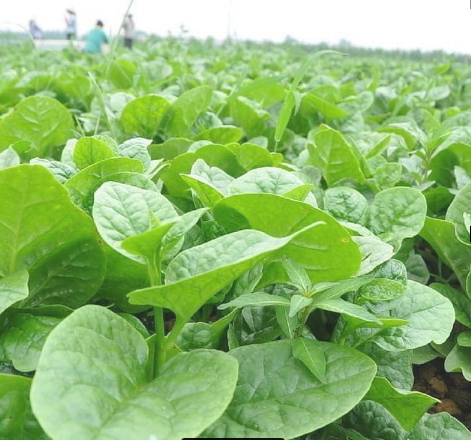 BỌC THẺ CĂN CƯỚC VÀ CÁC LOẠI THẺ
