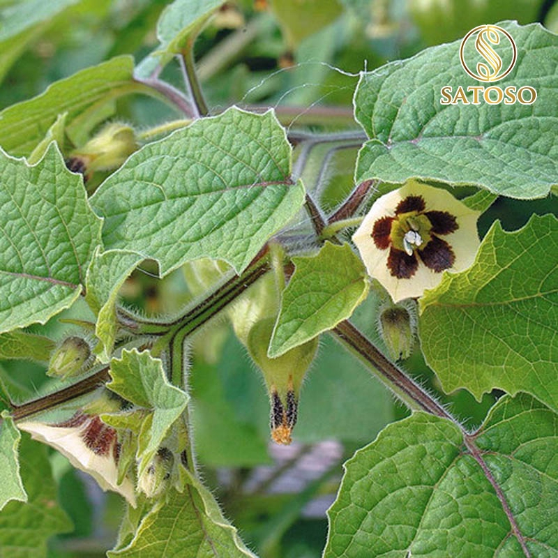 Satoso dried tuer for 1kg package