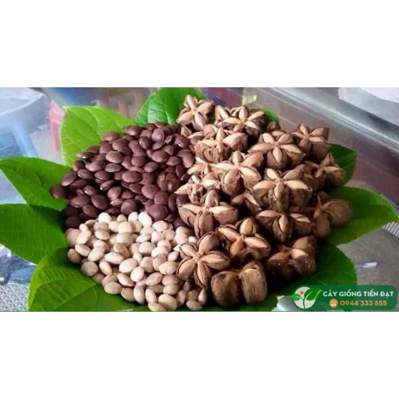 Hạt sachi tuyển chọn