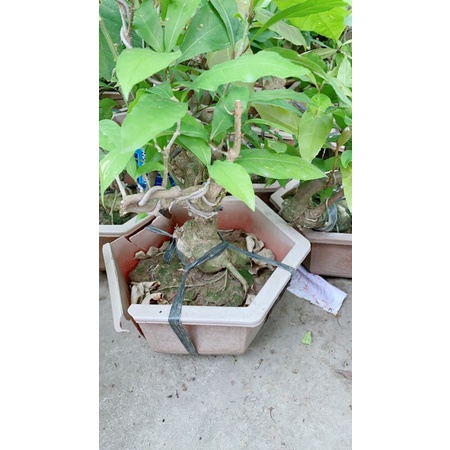 Lộc Vừng Bonsai