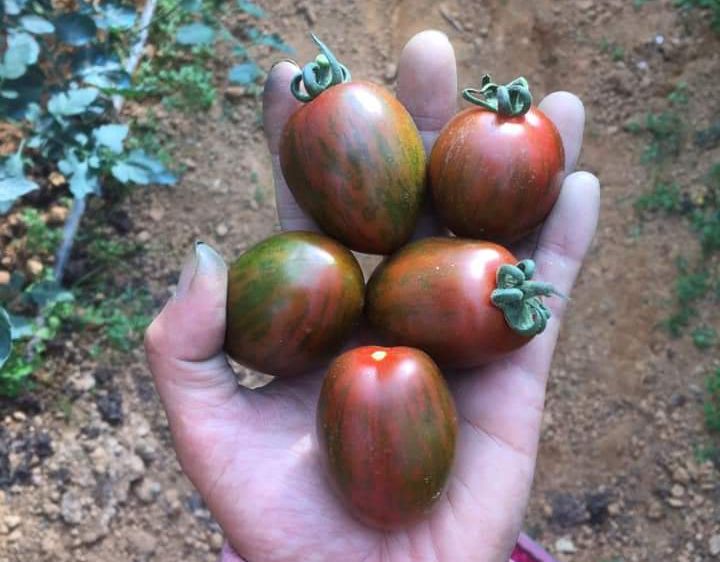 50h Hạt Giống Cà Chua Chocolate - TaNe Garden