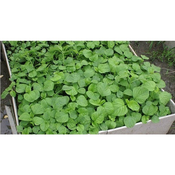Hạt giống rau dền cơm 10gr