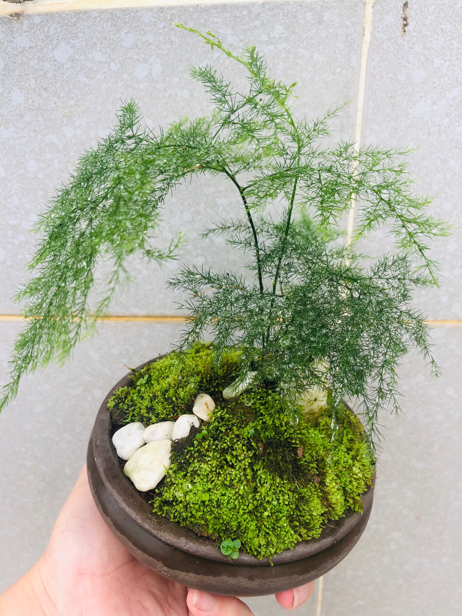 Kim Thuỷ tùng