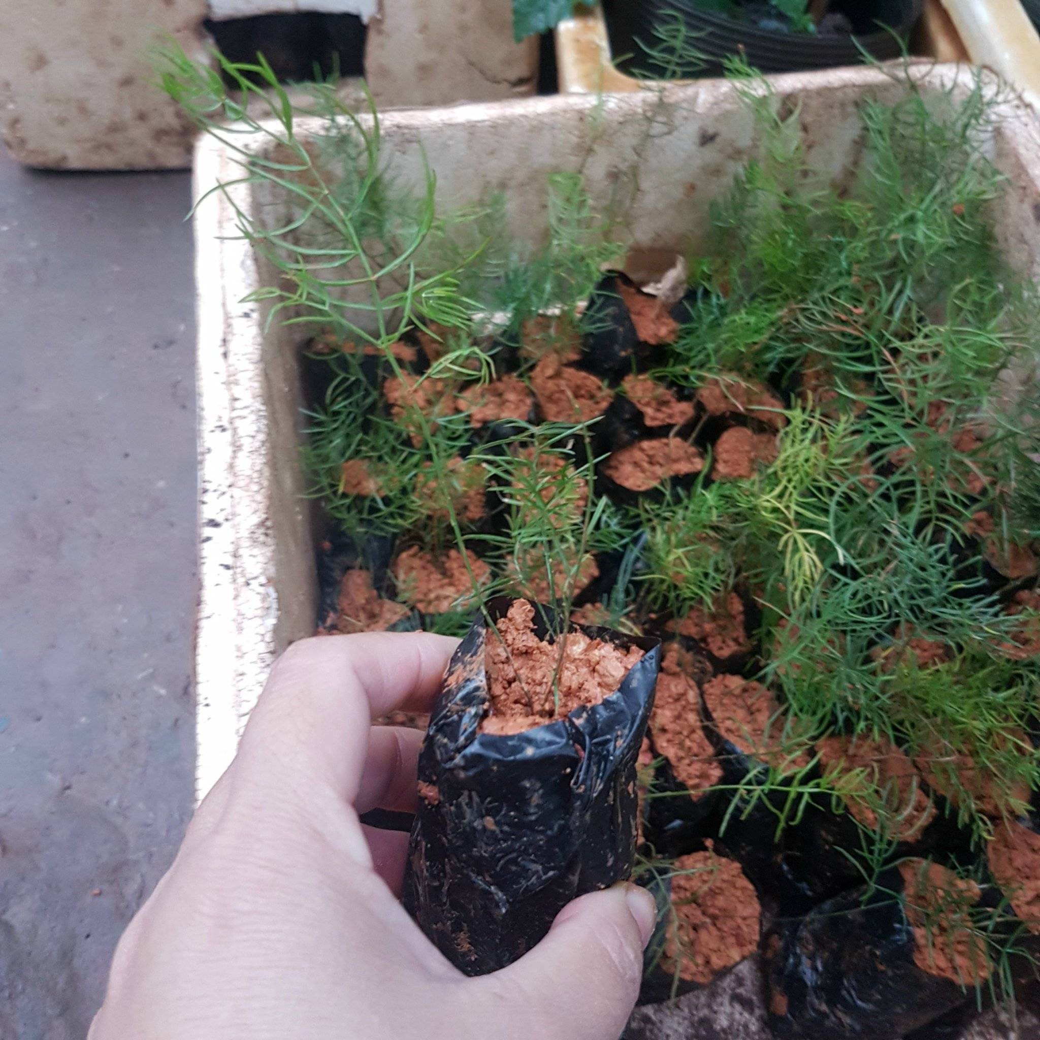 02 cây giống thiên môn đông 25cm