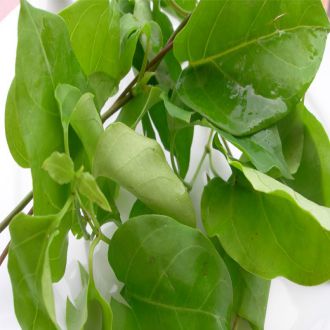 Lá Giang Tươi Nhặt Sẵn Nấu Canh Chua