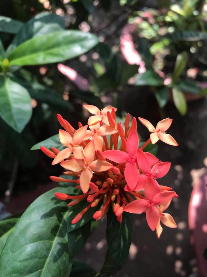 (1 chậu) Cây bông trang cổ Văn Trấn Yên Bái (hoa mẫu đơn) đổi màu - màu hoa đẹp