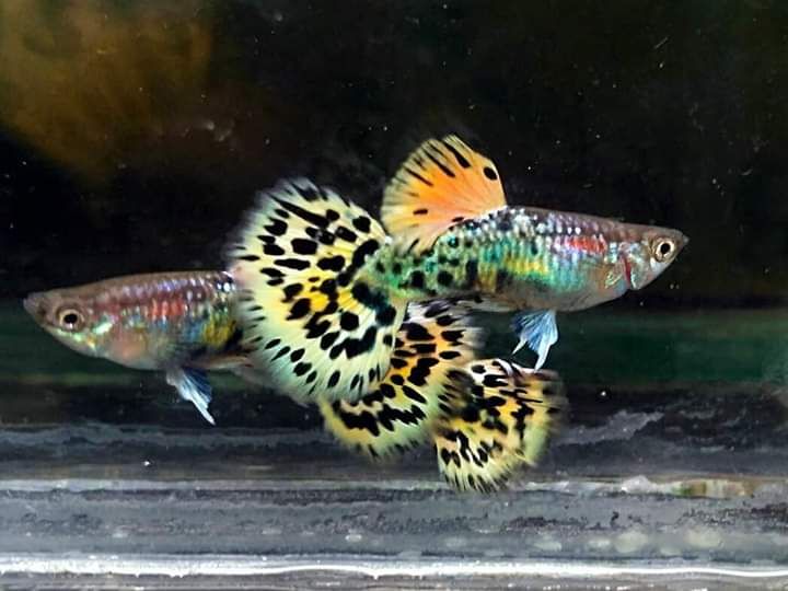 leopazt guppy - 7 màu báo đốm
