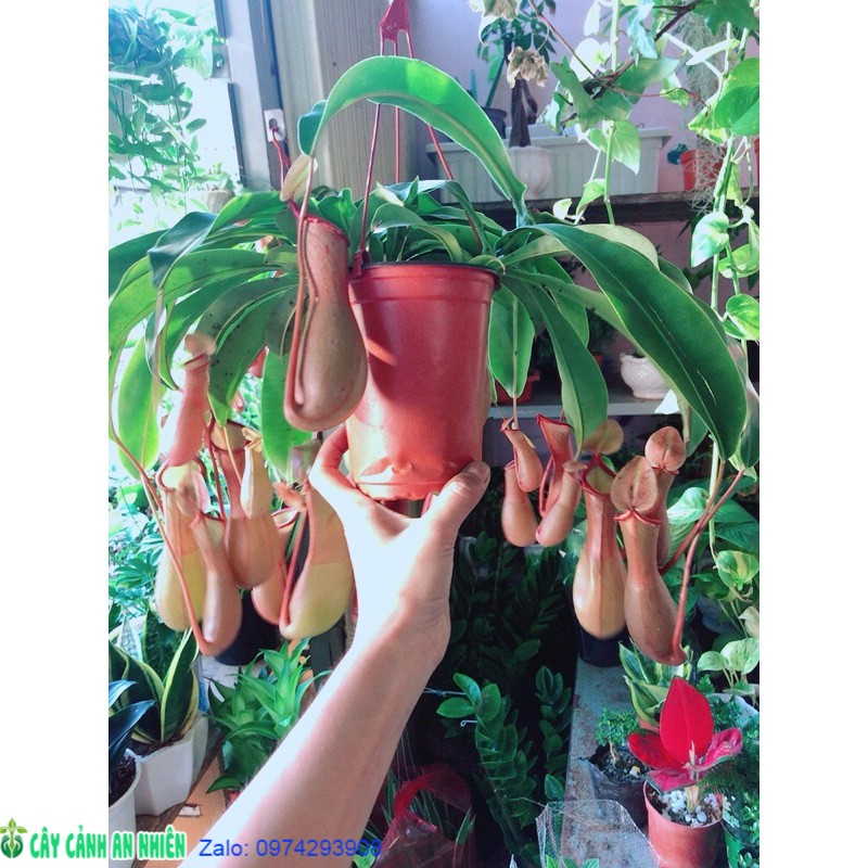 Chậu cây nắp ấm bắt côn trùng