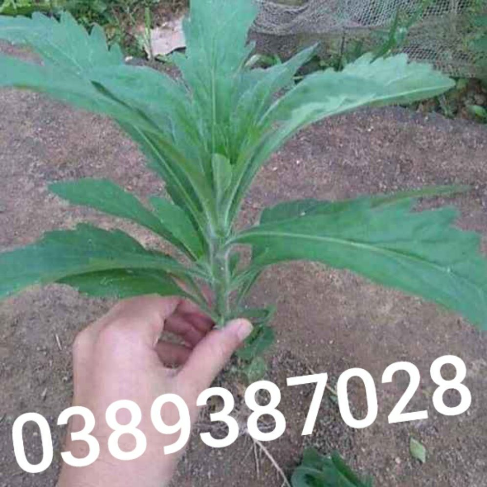 Cây ngải dại,1kg