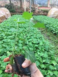Cây cà gai leo giống (tem chuẩn giống)