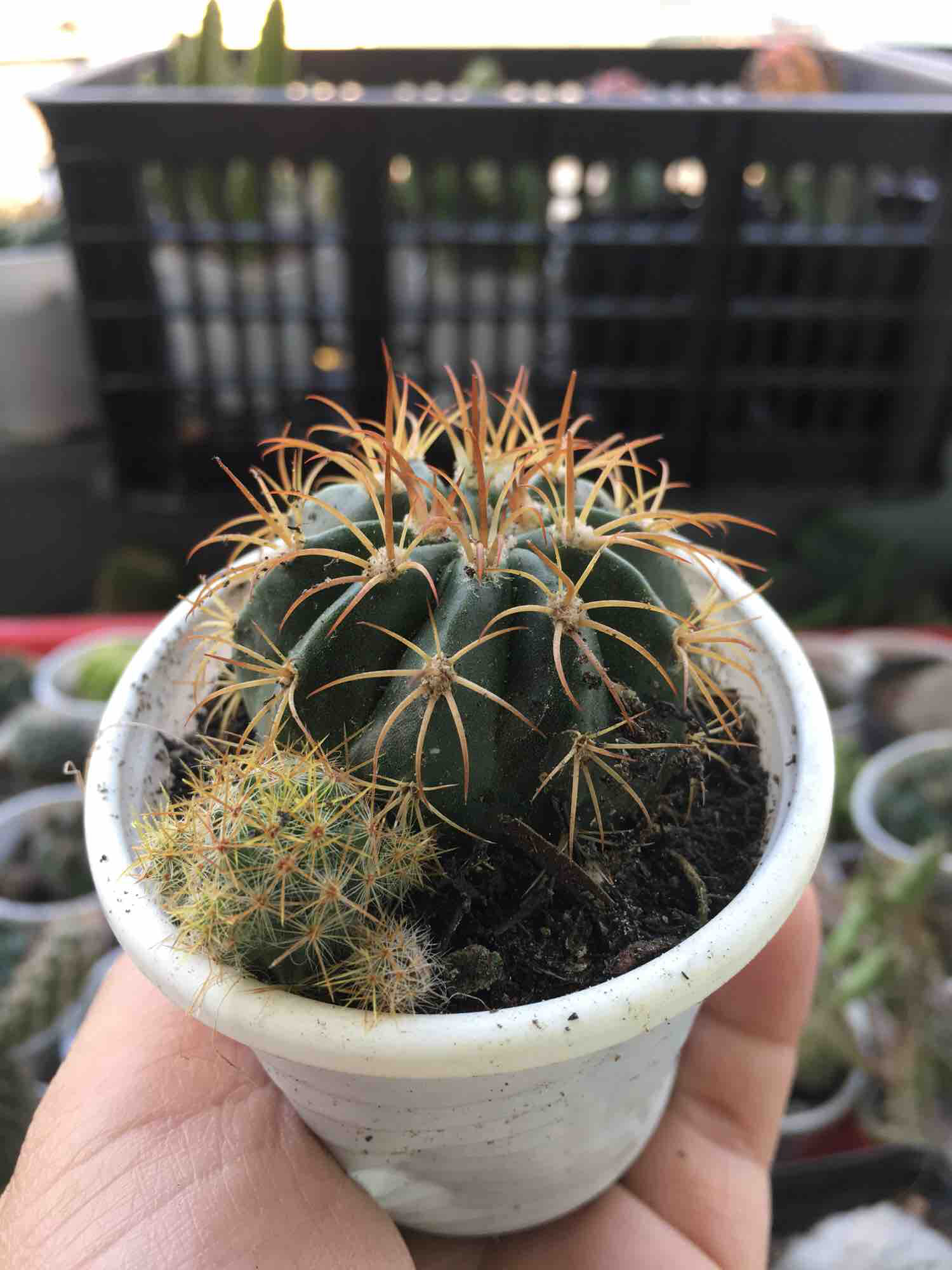 [HCM]Xương Rồng Melo 3cm (1 Cây)