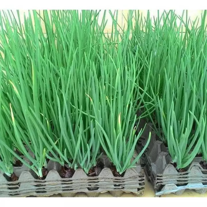 🍃Hạt Giống Hành Lá Gốc Trắng🍃 ( Tỉ lê nảy mầm tốt, Siêu thơm, Bổ dưỡng) - 1gr/gói